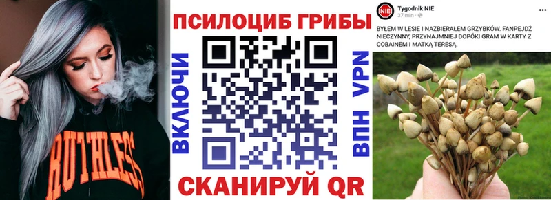 Псилоцибиновые грибы Cubensis  Шумиха 